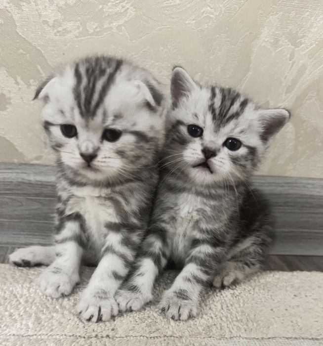 Вислоушки Шотландские котята