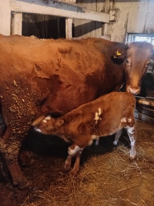 Продам телочку 110 тыс