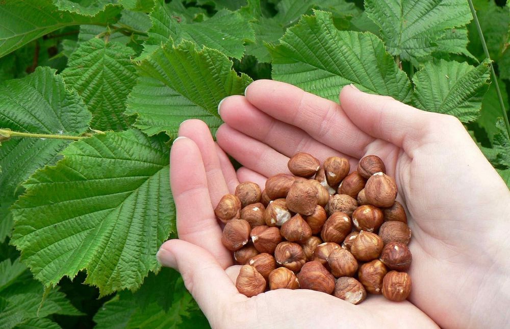 Pomi Fructiferi deosebiti  alun tonda gentille