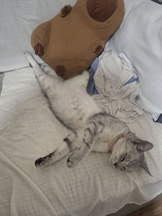 пропала кошка,лия