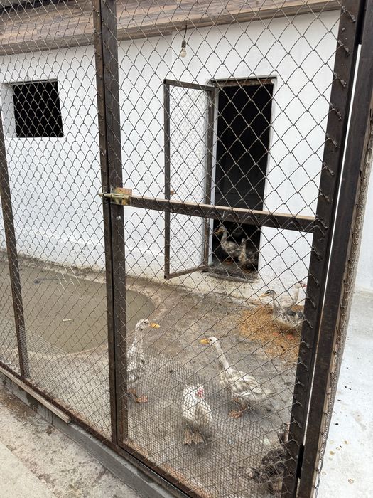 Қора сатылады жағдае жасалған