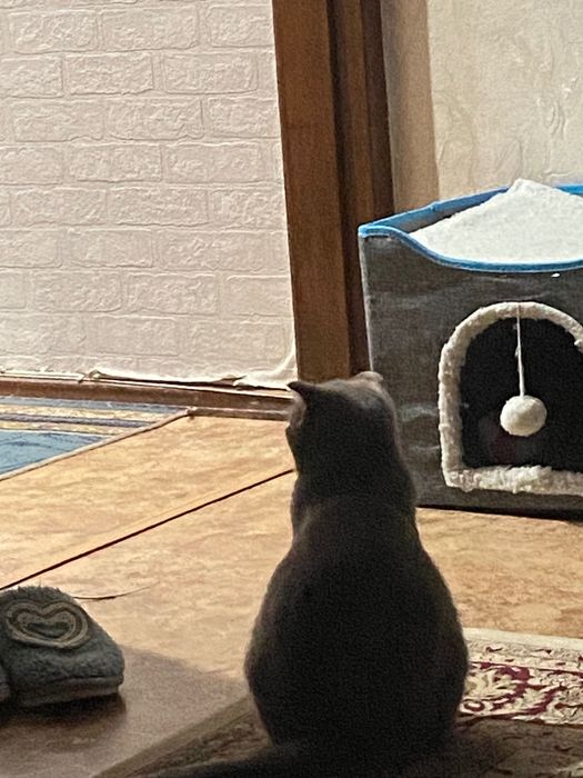 Кошка британская