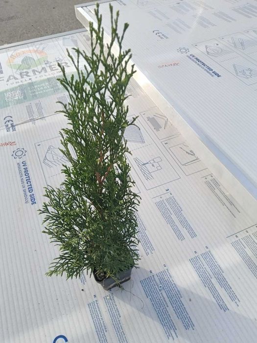 Tuia Emerald, înaltă între 40-60 cm, în oale p9