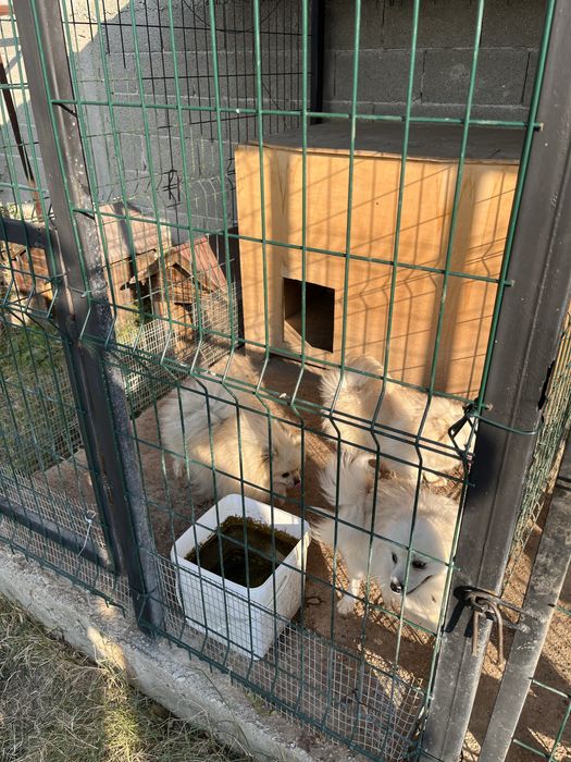 Померан мини шпиц