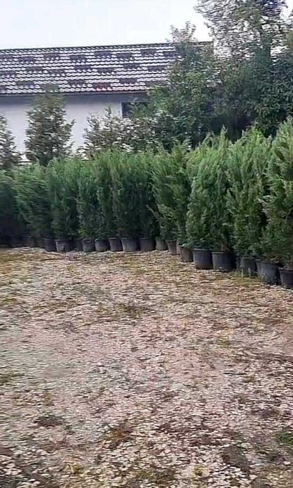 Leylandii pentru Gard Natural Permanent