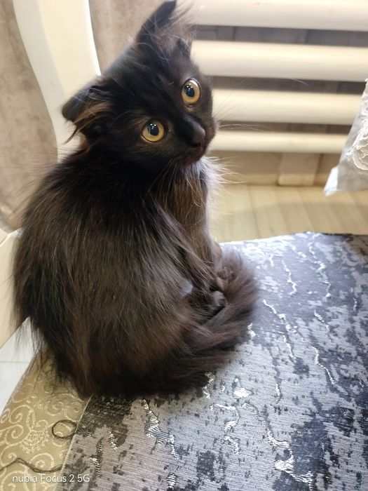 2 Котенка Шотладецы 1000