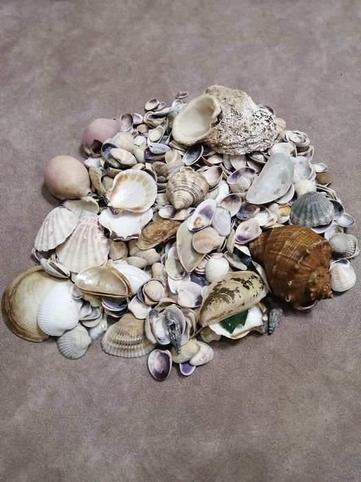 Продам или обменяю ракушки средиземноморья