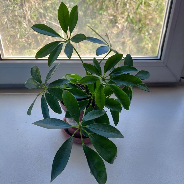 Продам  шеффлеру