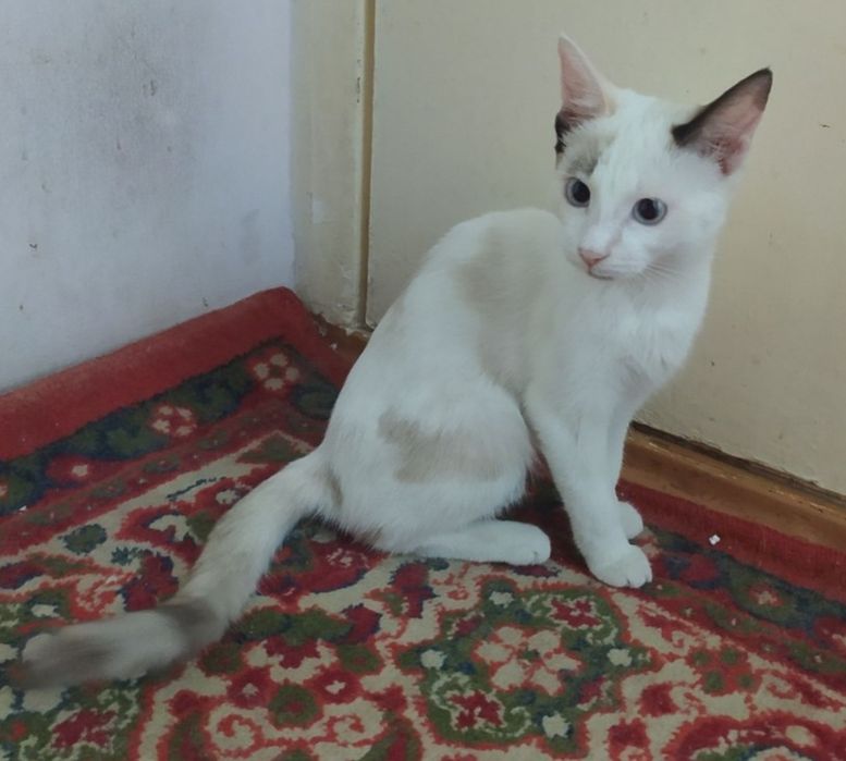 Отдам котёнка-девочку