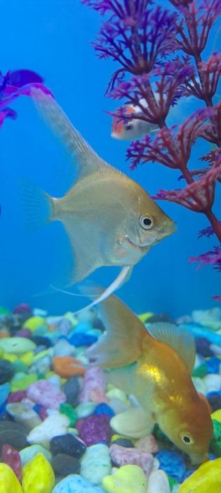 Baliq Skalyariya. 1 ta qolgan Platina rangli