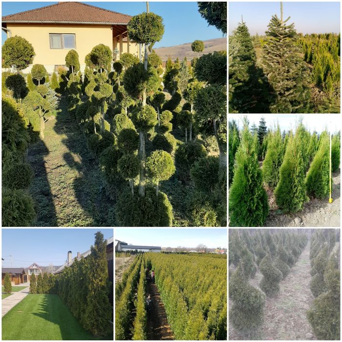 Vand tuia smarald brazi mesteacăn tei magnoli etc