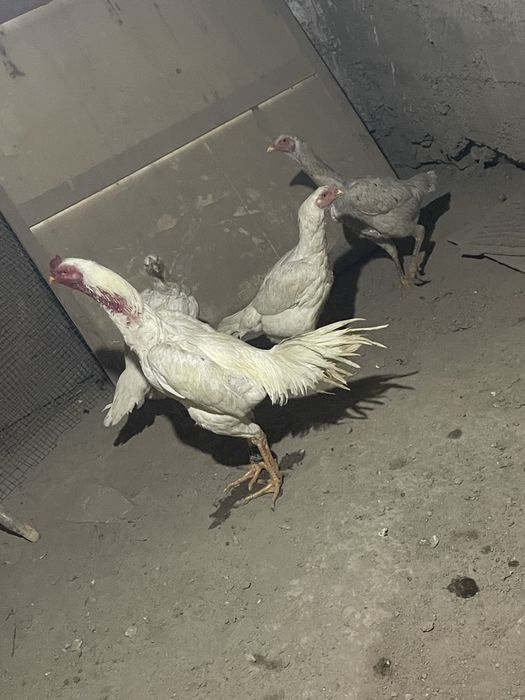 O Shamo zot privaznoy zot yirik oppoq tuxumlari