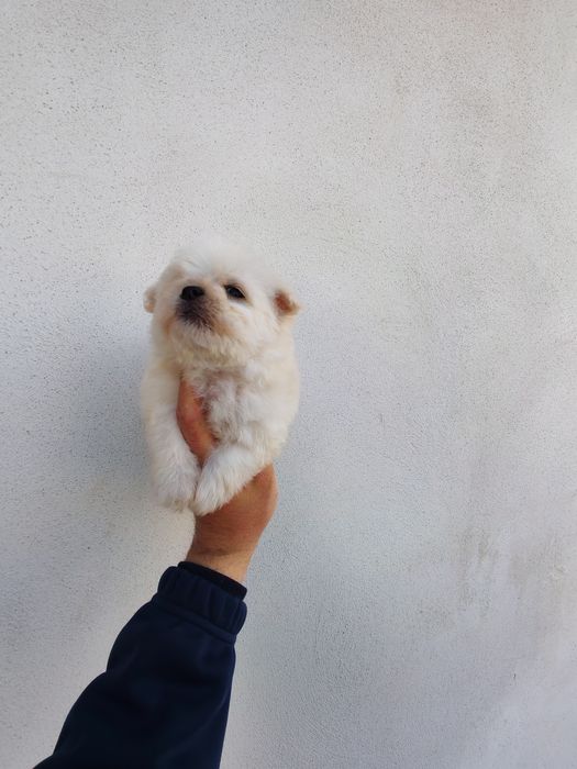 Fetita micuța din rasa bichon maltez mini toy