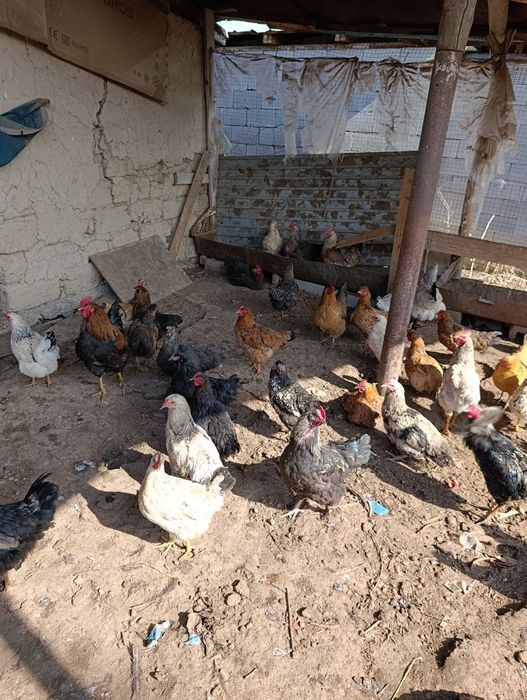 30 тауық 30 Әтеш +-