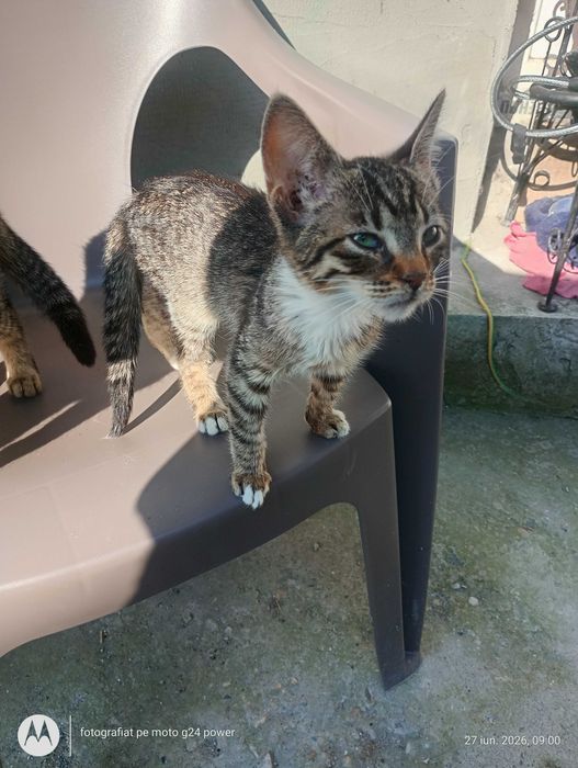Adopție pisicuțe