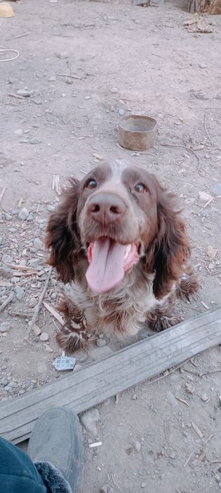 Спаниель продам спаниеля