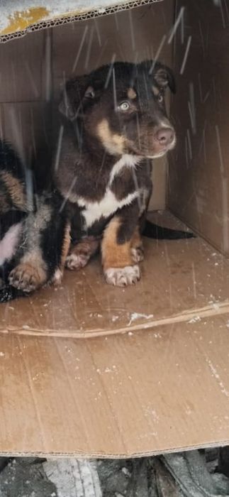 Щенок ищет хозяина