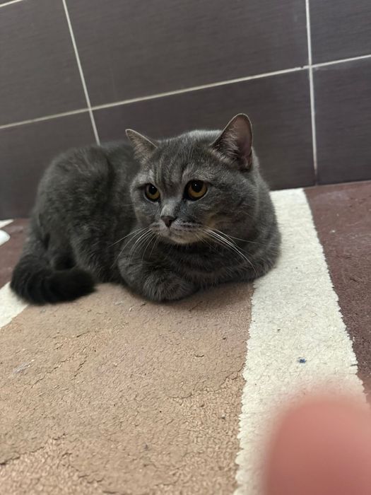 Отдам в добрые руки !