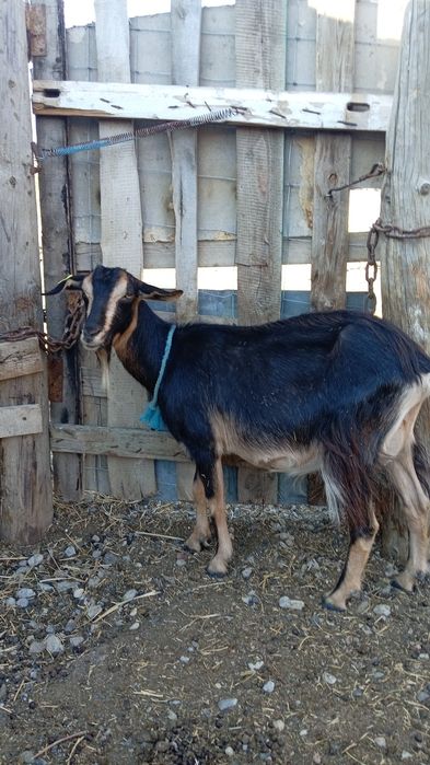 Продается Дойные козы