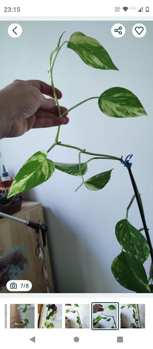 plantă curgătoare Epipremnum Bicolor Njoy, 1 m