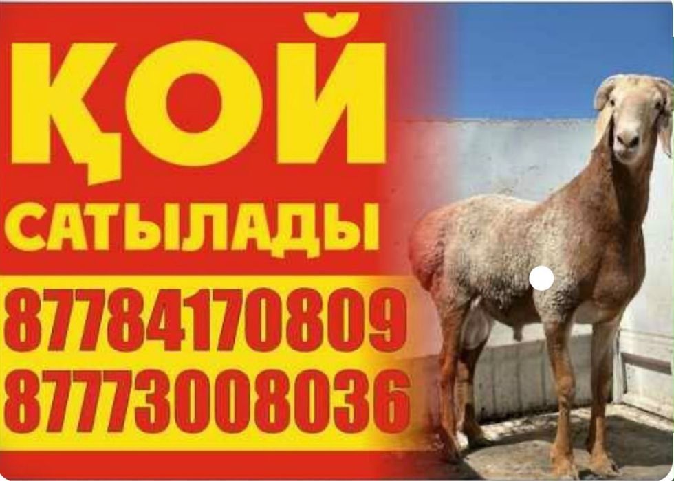 Семіз бағылған қойлар бар сатылымга