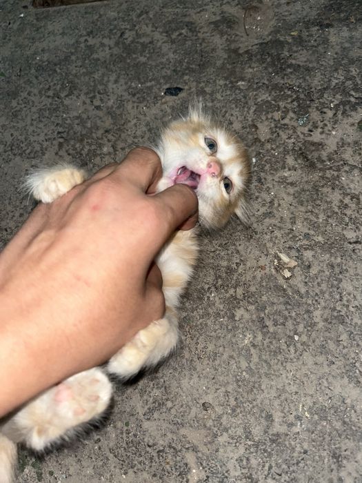Котята ласковый хорошый