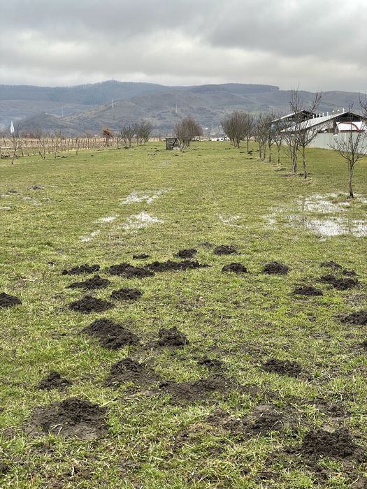 Comuna Brancovenesti teren intravilan 56 ari