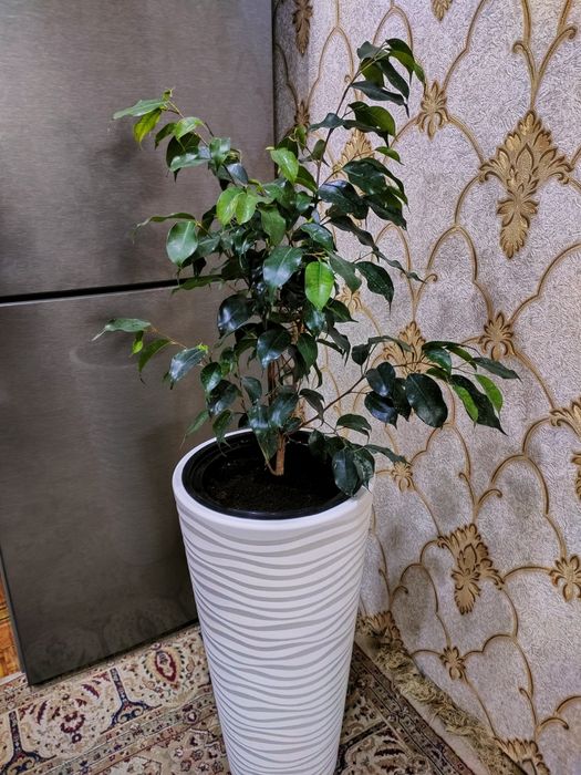 Растения комнатные.  Есть доставка