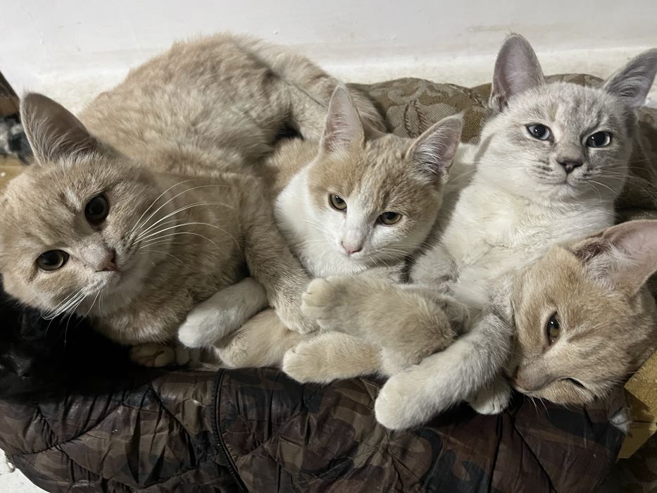 4 кошки если хотите купить напишите