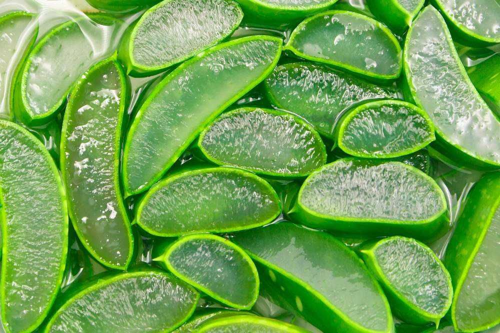 Aloe Vera arborescent comestibil, pentru tincturi si cosmetic