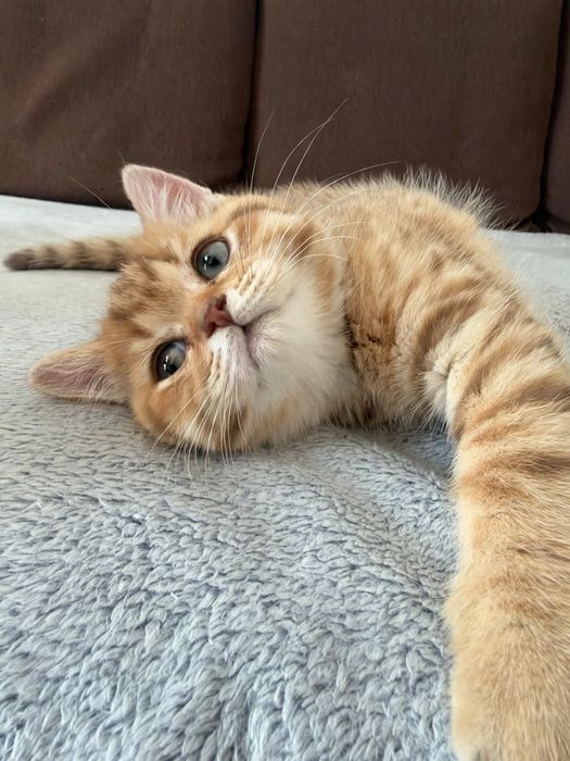 British Shorthair Golden Tabby și Lilac
