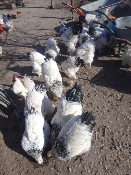 Ouă de găini brahma herminat deschis