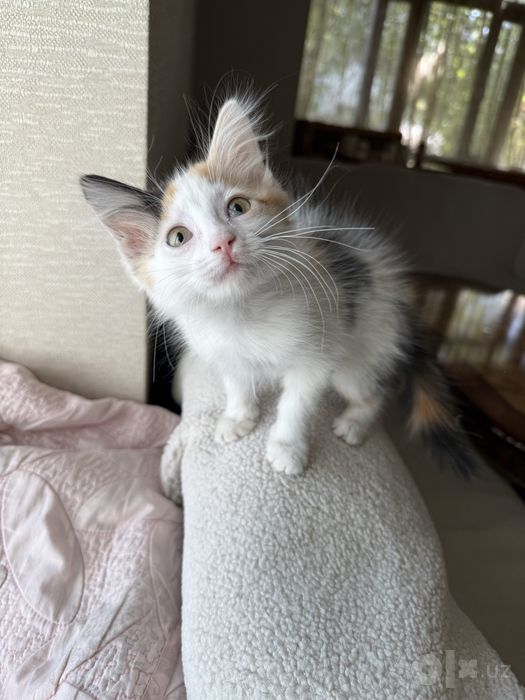 Котенок девочка ласковая
