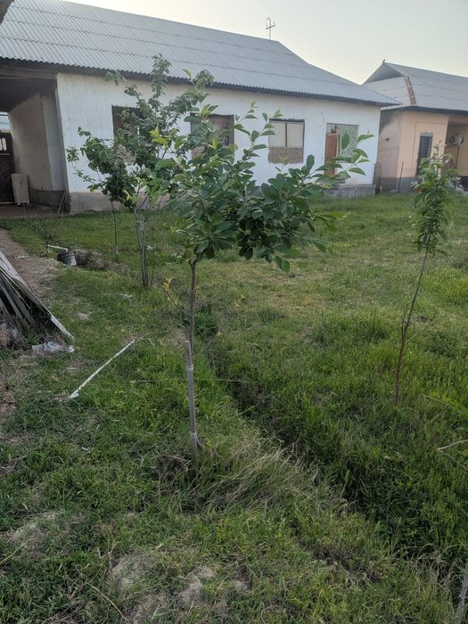 Gulistonda 9 sotixli 6 xonali hovli sotiladi