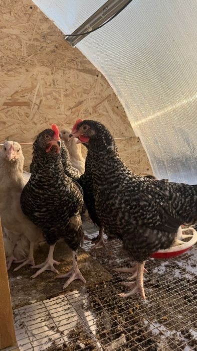 Циплята 3 месяц .