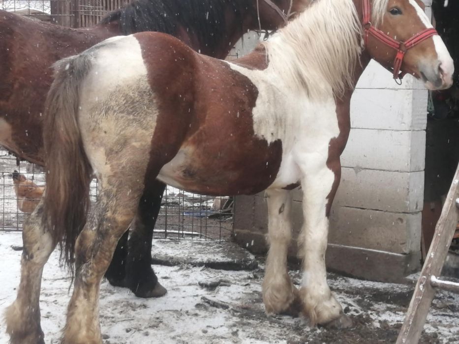 Vând cai tineri sau schimb