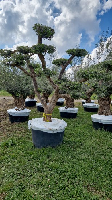 Maslini seculari în stoc