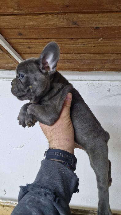 Френски булдочета сини