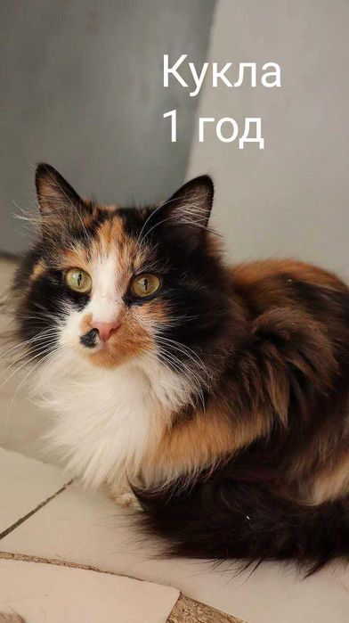 Кошечки и котики в добрые и надёжные руки