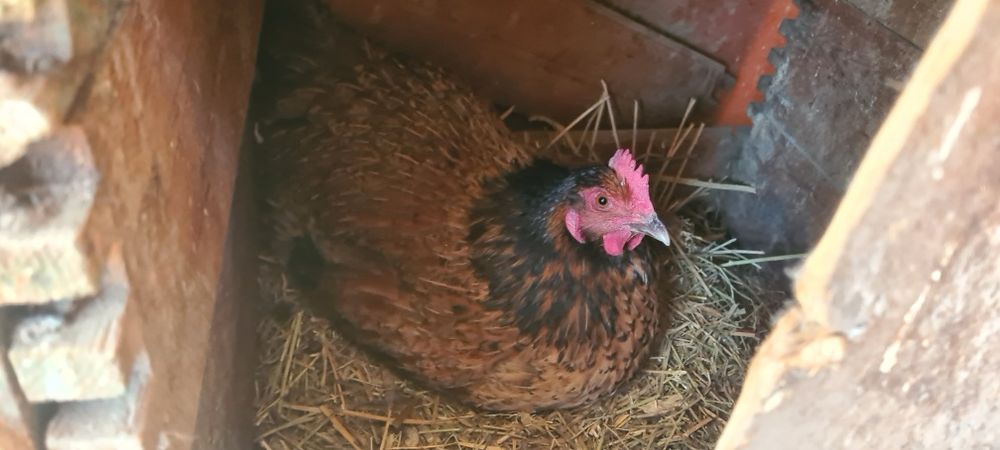 яица жұмыртқа Кучински