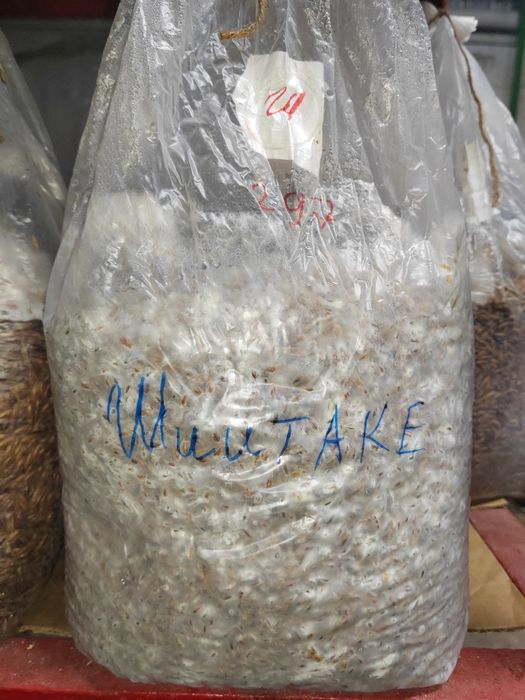 Мицелий Шиитаке зерновой