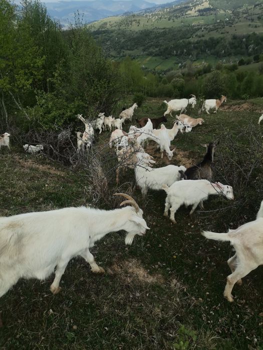Vand 50 de capre Saanen si Anglonubian