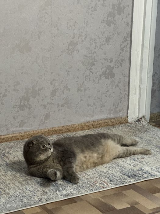 Отдам даром кота