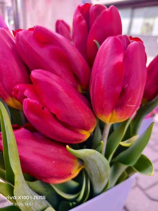Тюльпаны продаются