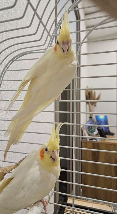 2 Попугая Корэллы