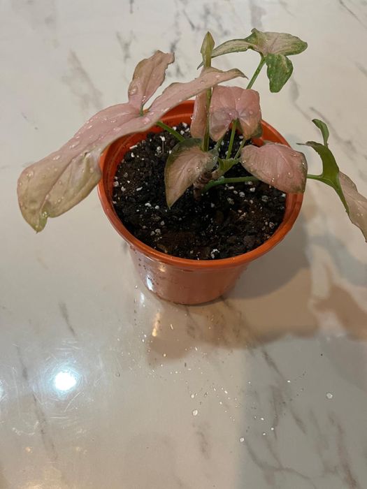 Продам цветы