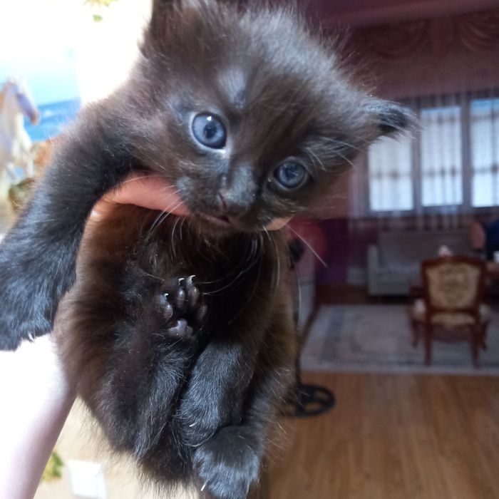 Котята для удачи