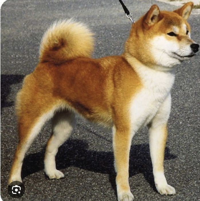 Пропала собака по кличке Фаби в рацоне Пахтакор