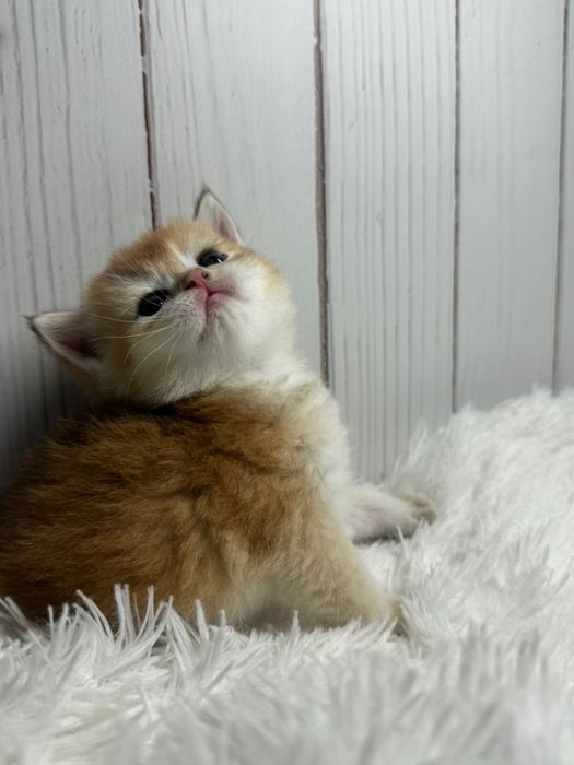 Золотой комочек счастья