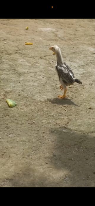 Dakan Kulangi juja Cho’ja Xuroz